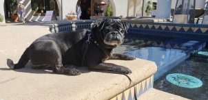 PUG BELLA IS A DECENDENT OF THE SPHINX (i think)